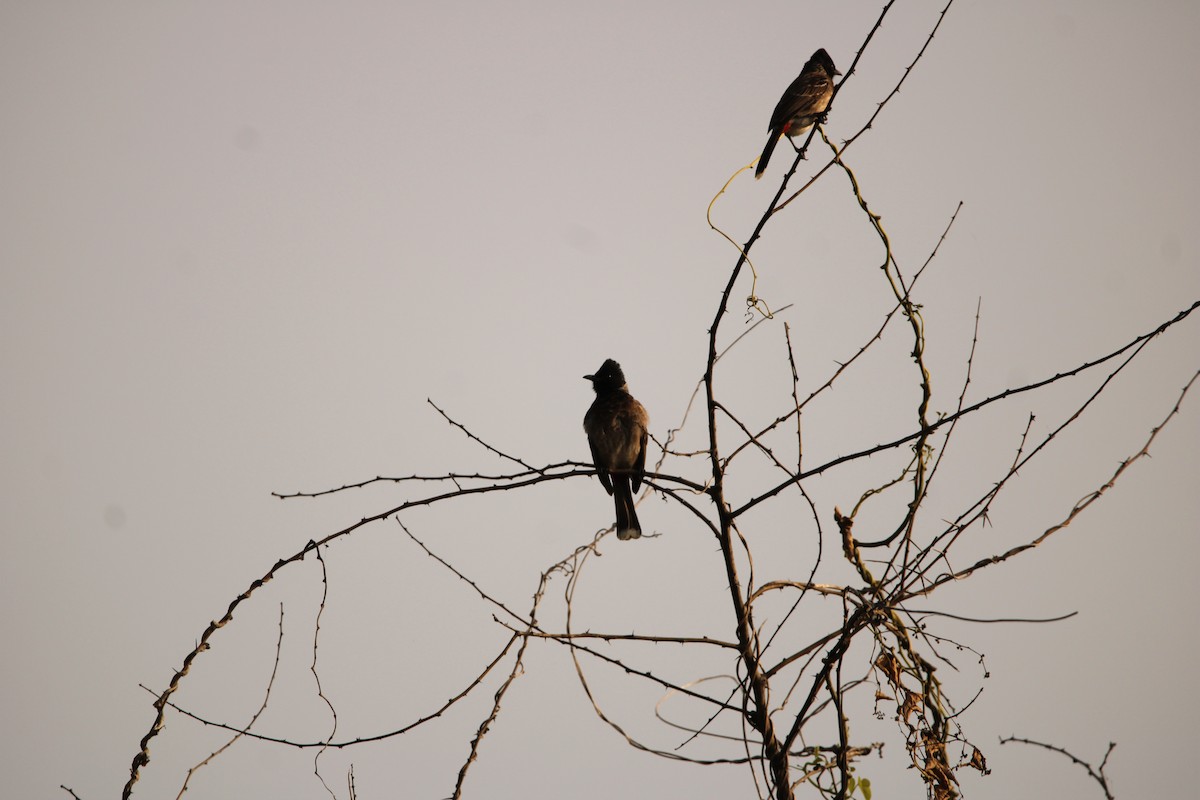 Red-vented Bulbul - Padmaja Sriramamanikandan