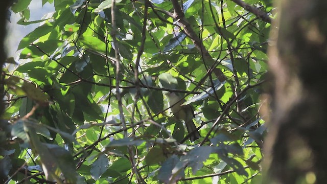 Blue-winged Minla - ML614045263