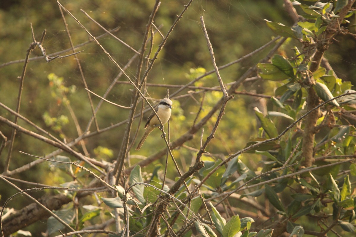 Brown Shrike - Padmaja Sriramamanikandan