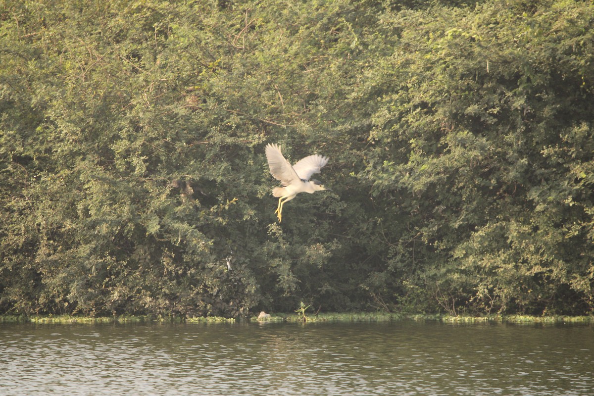 Black-crowned Night Heron - Padmaja Sriramamanikandan