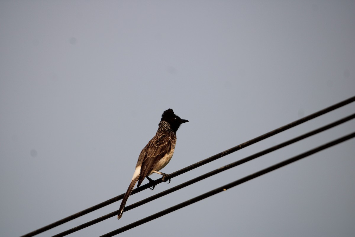 Bulbul à ventre rouge - ML614045338