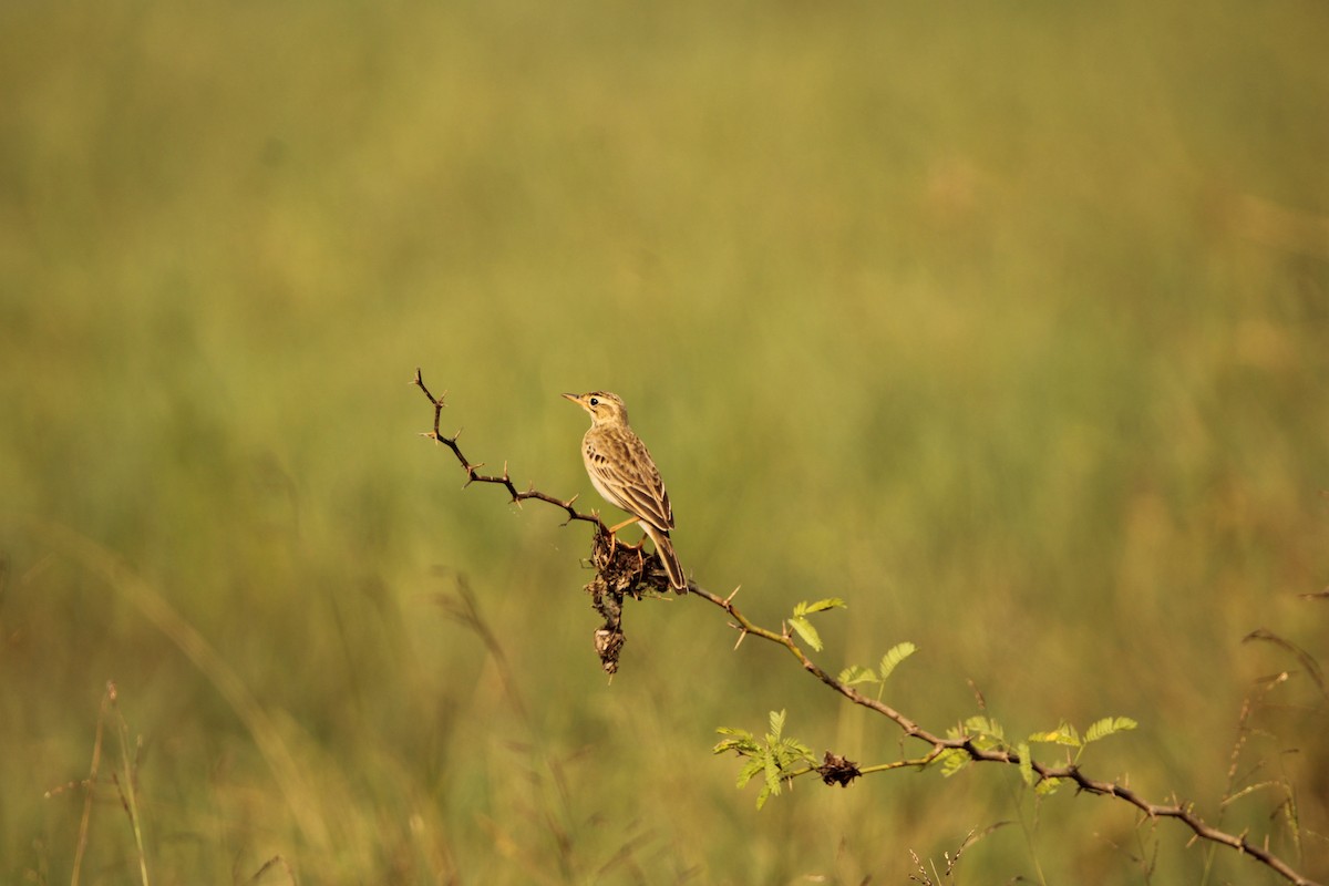 Paddyfield Pipit - ML614045352