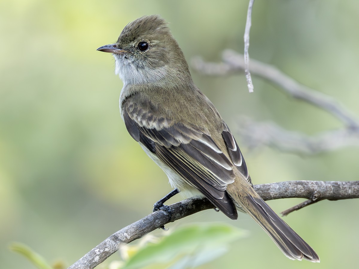 Caribbean Elaenia - ML614045365