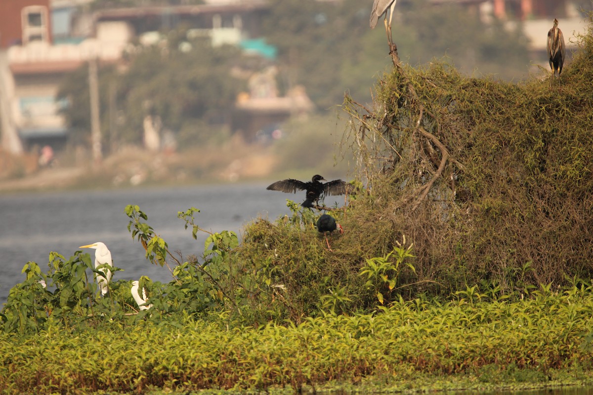 Gray-headed Swamphen - Padmaja Sriramamanikandan