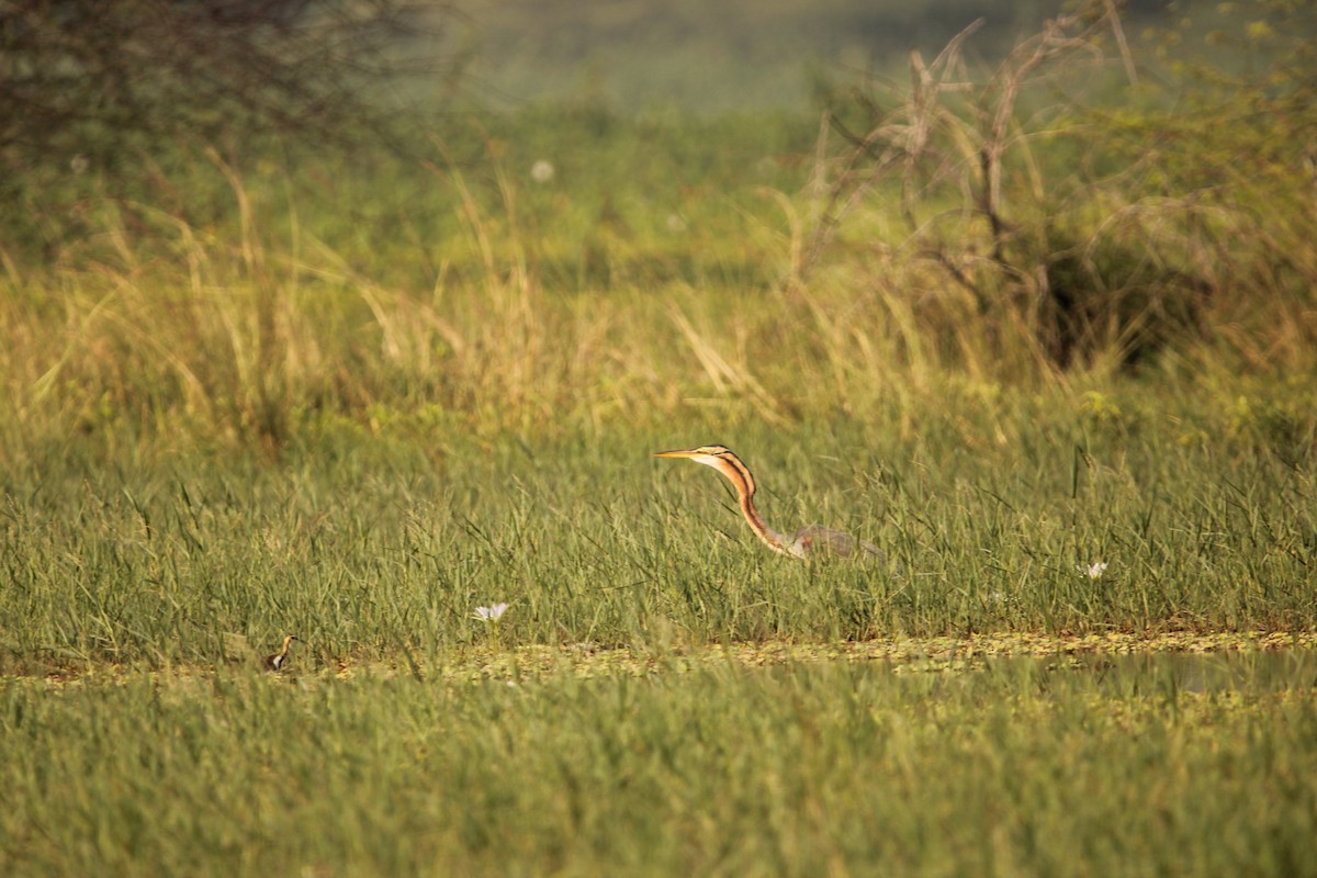 Orient-Schlangenhalsvogel - ML614045380