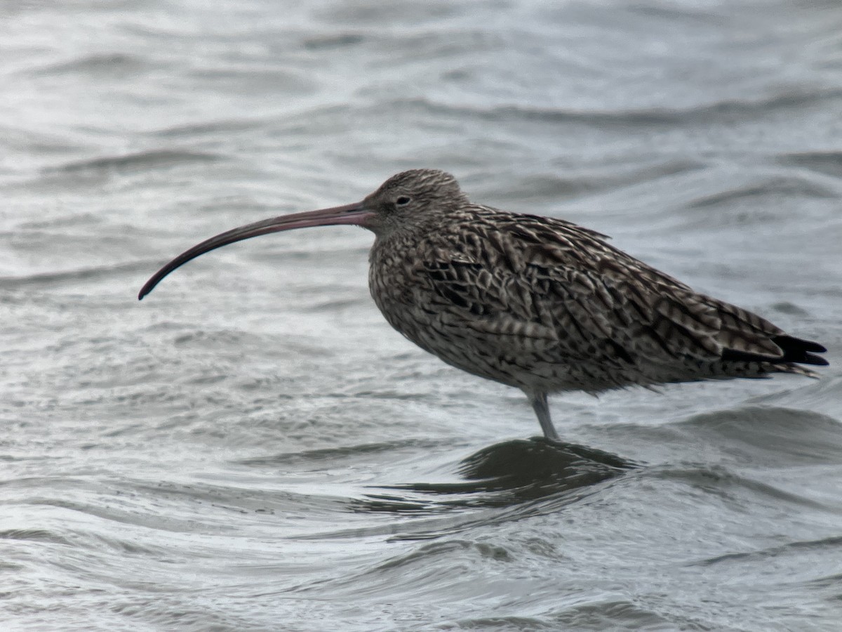 Far Eastern Curlew - ML614045403