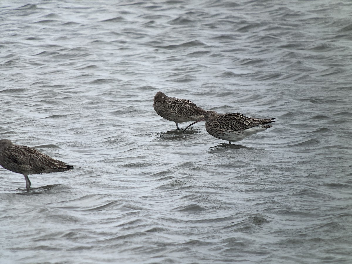 Far Eastern Curlew - ML614045407