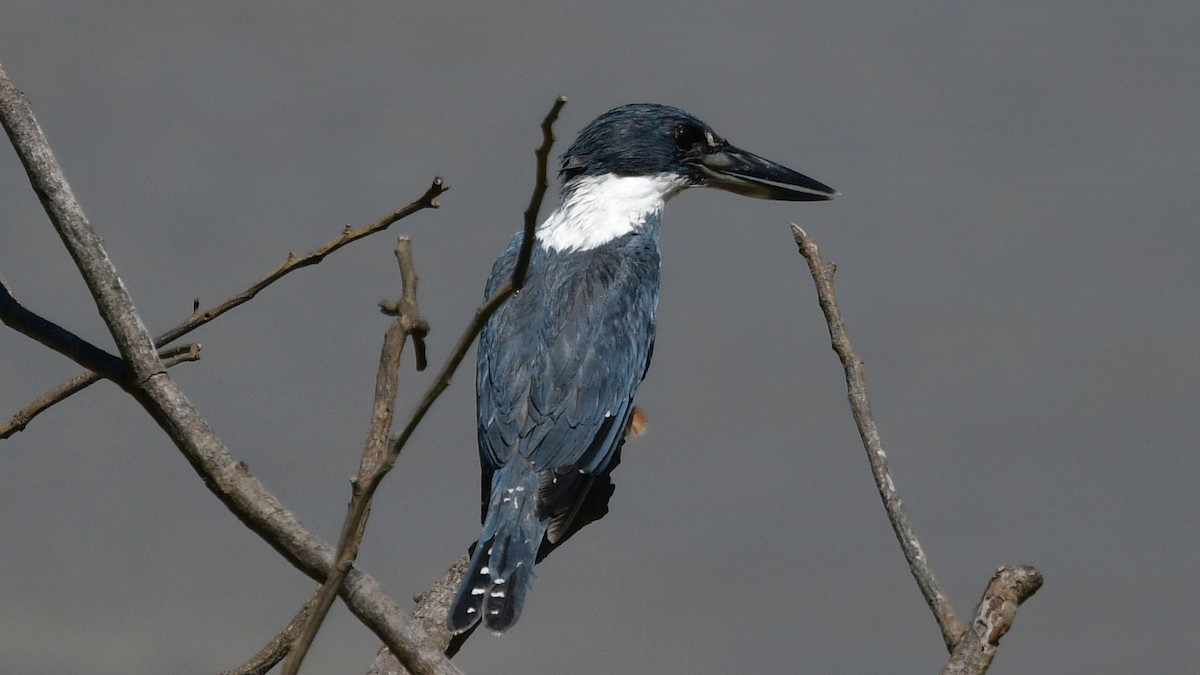 Ringed Kingfisher - ML614045418