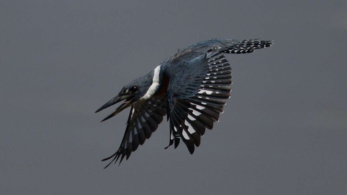 Ringed Kingfisher - ML614045420