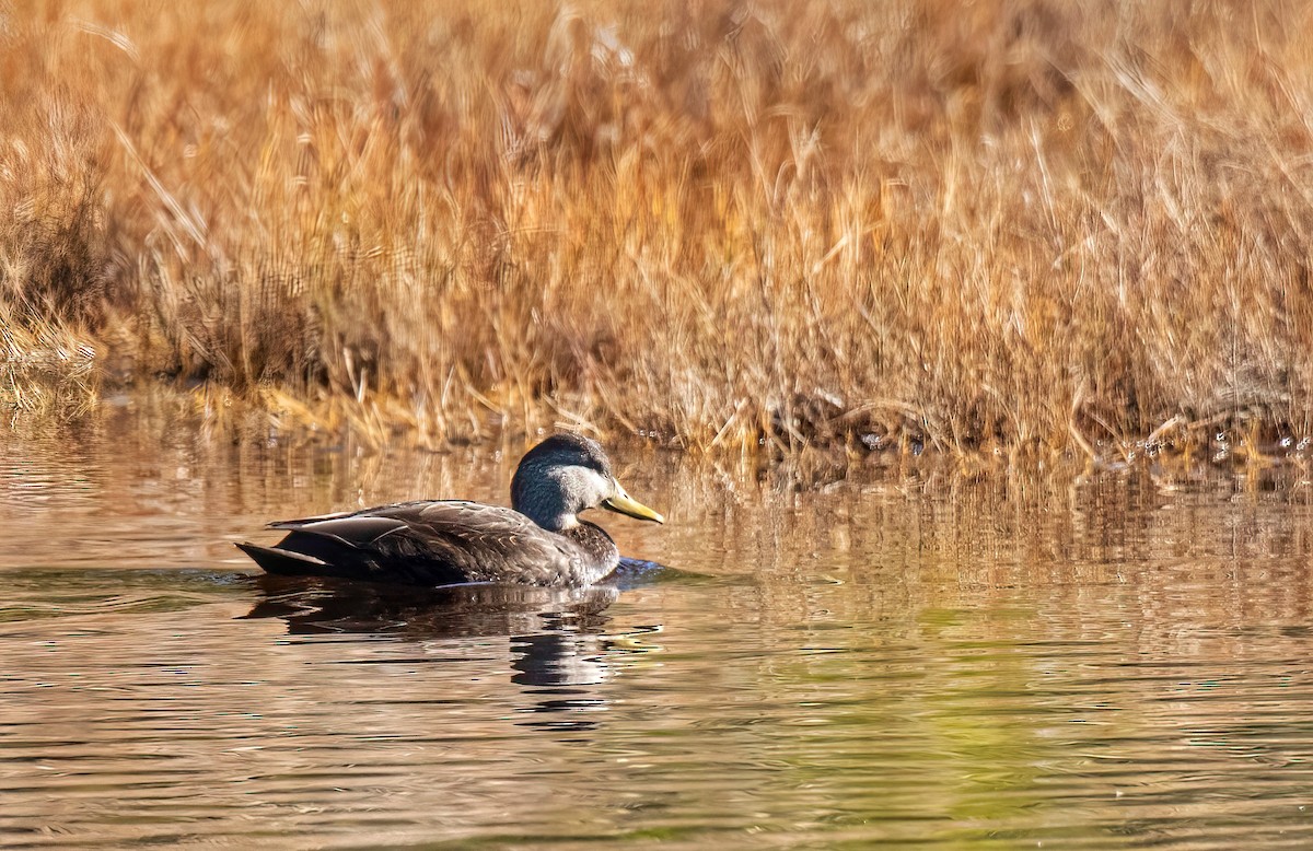 Canard noir - ML614045464