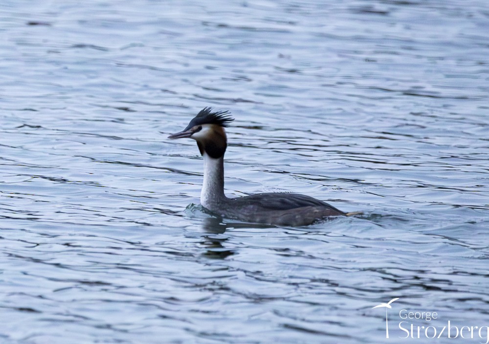 Great Crested Grebe - ML614045500