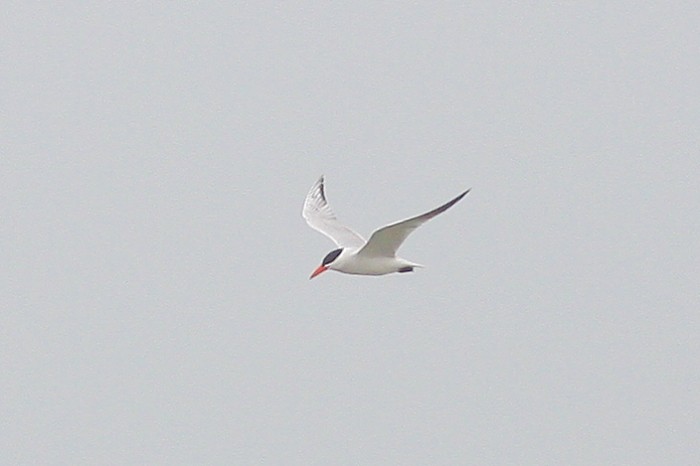 Caspian Tern - Joe Stockwell