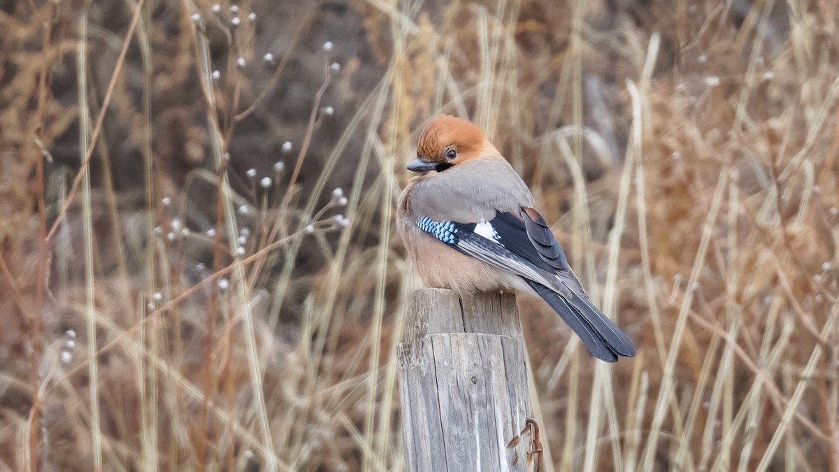 Eurasian Jay (Brandt's) - ML614045591