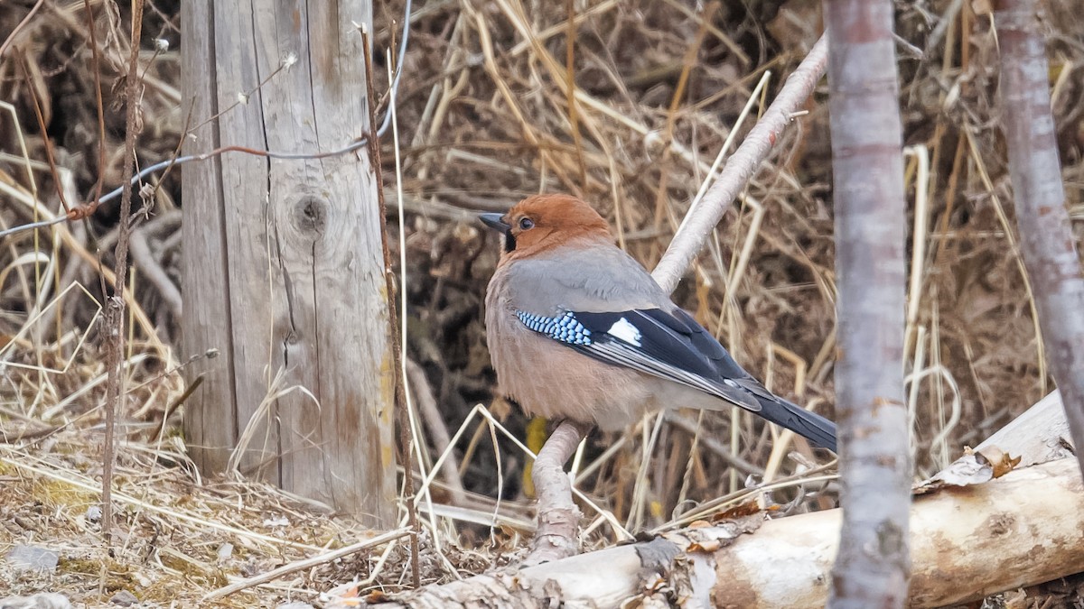 Eurasian Jay (Brandt's) - ML614045592