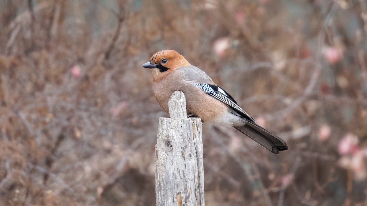 Eurasian Jay (Brandt's) - ML614045593