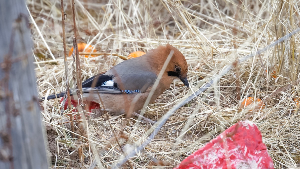 Eurasian Jay (Brandt's) - ML614045594