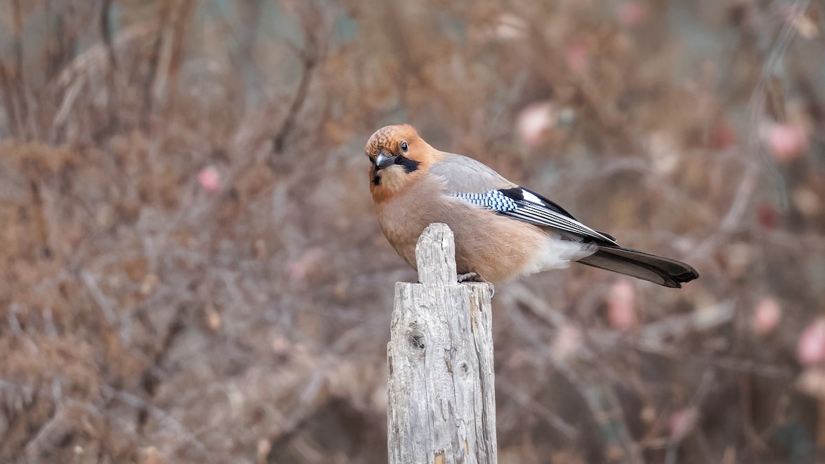 Eurasian Jay (Brandt's) - ML614045595