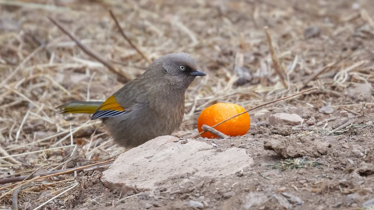 Elliot's Laughingthrush - Mengshuai Ge