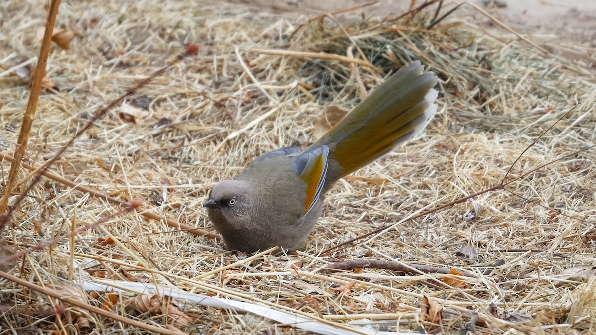 Elliot's Laughingthrush - ML614045600