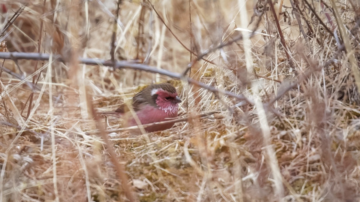 Chinese White-browed Rosefinch - ML614045604