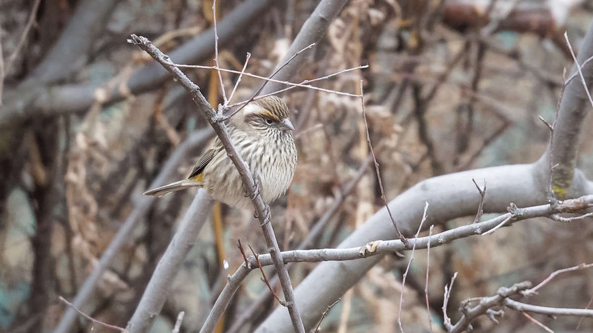 Chinese White-browed Rosefinch - ML614045605