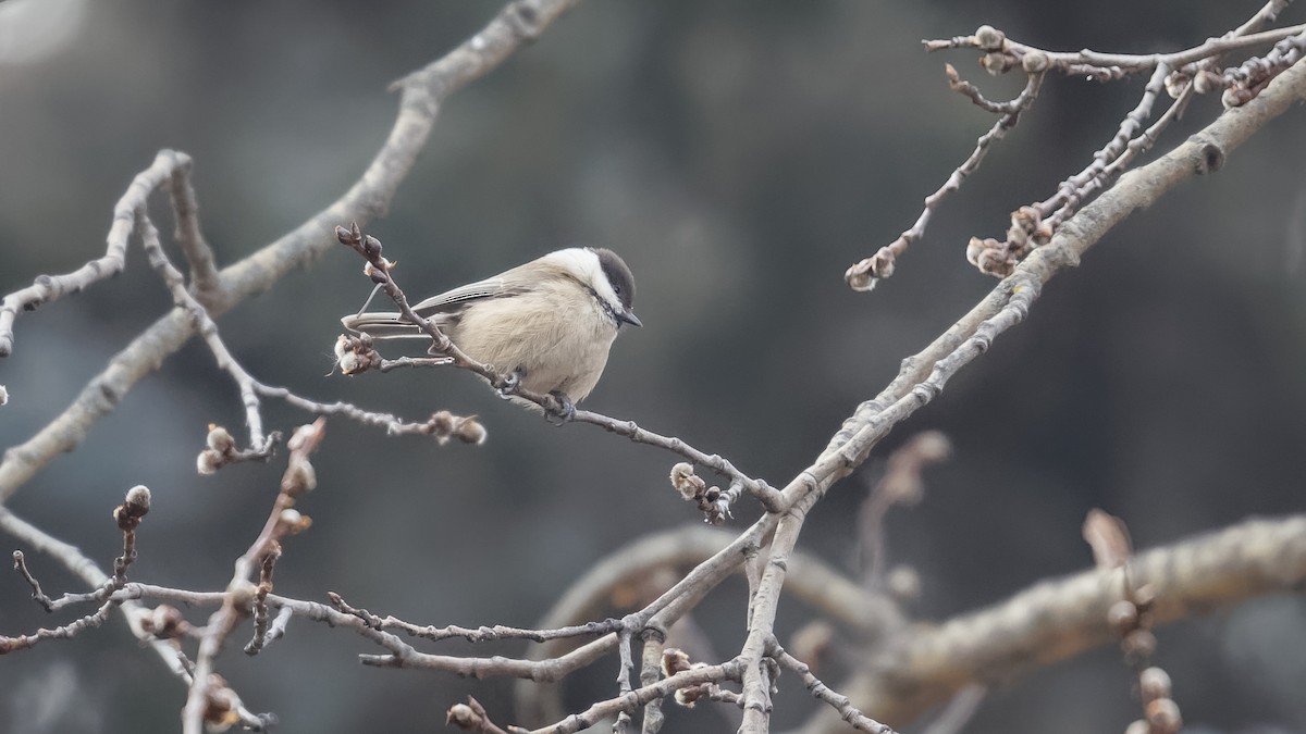 Willow Tit (Songar) - Mengshuai Ge