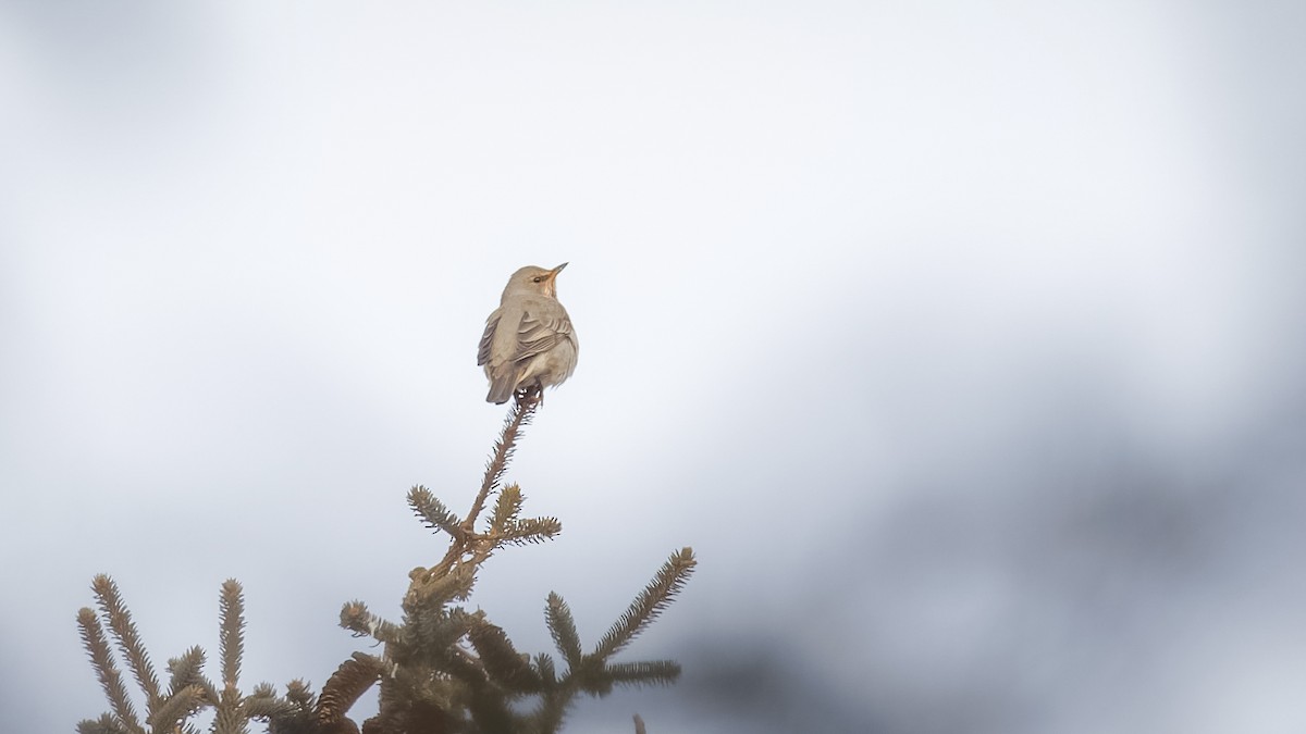 Red-throated Thrush - ML614045621