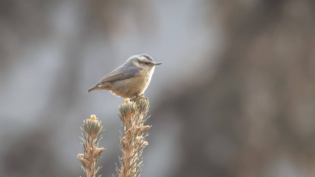 Snowy-browed Nuthatch - Mengshuai Ge