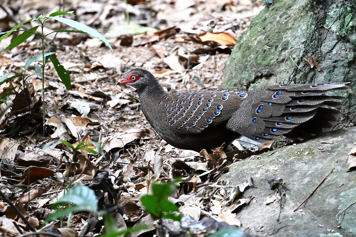 Hainan Peacock-Pheasant - peng su