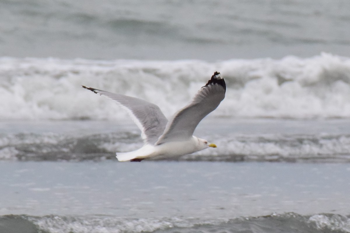 Herring Gull (Mongolian) - ML614045636