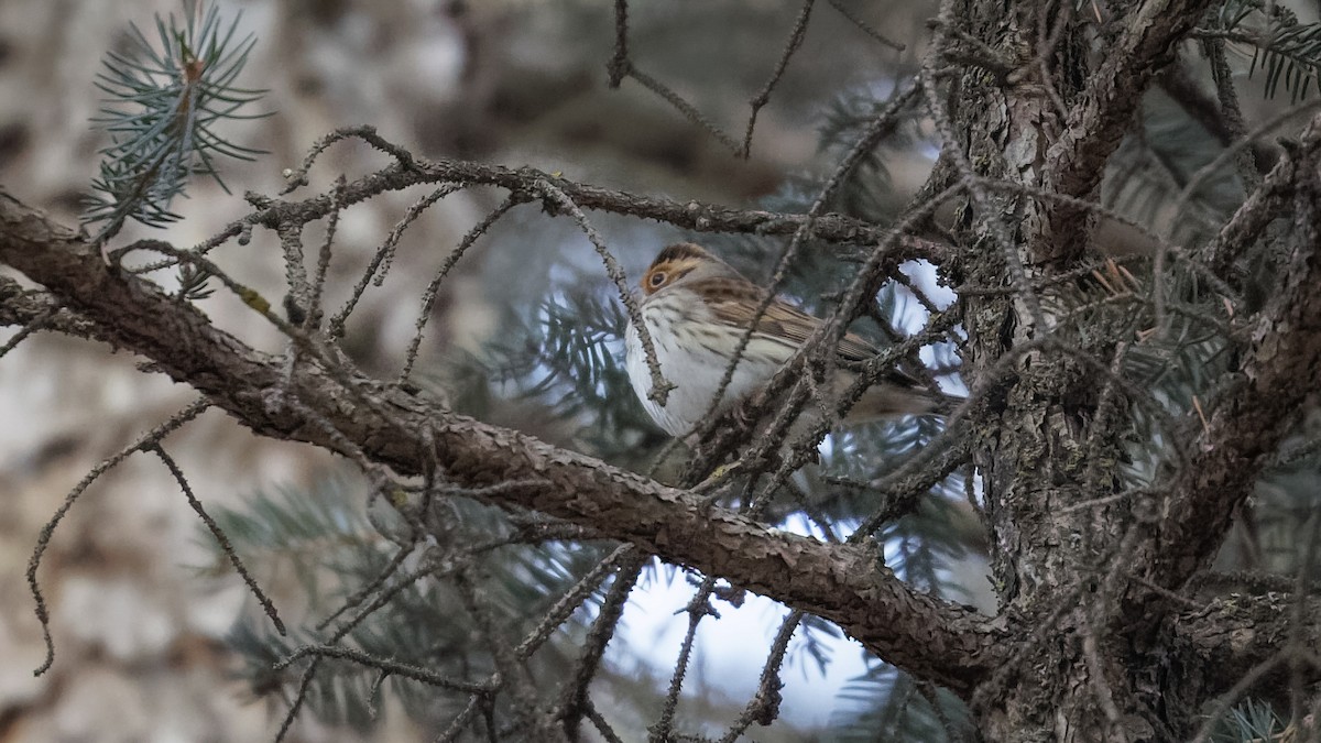 Little Bunting - ML614045638