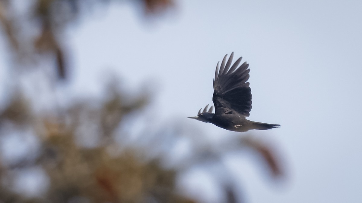 Black Woodpecker - ML614045647