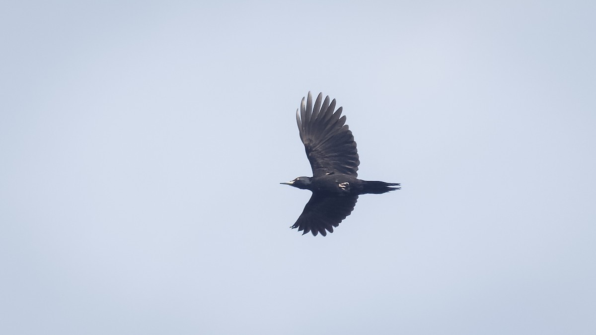 Black Woodpecker - ML614045648