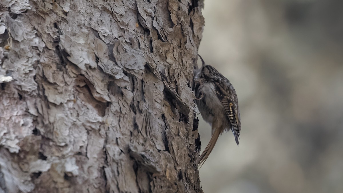 Eurasian Treecreeper - ML614045650