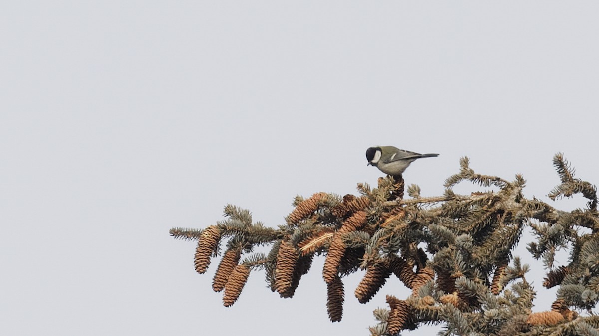 Japanese Tit (Japanese) - ML614045654