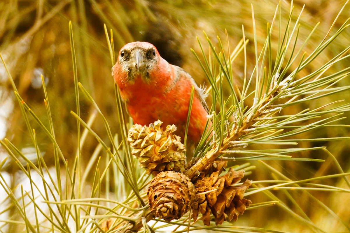 White-winged Crossbill - Tianli Zhao