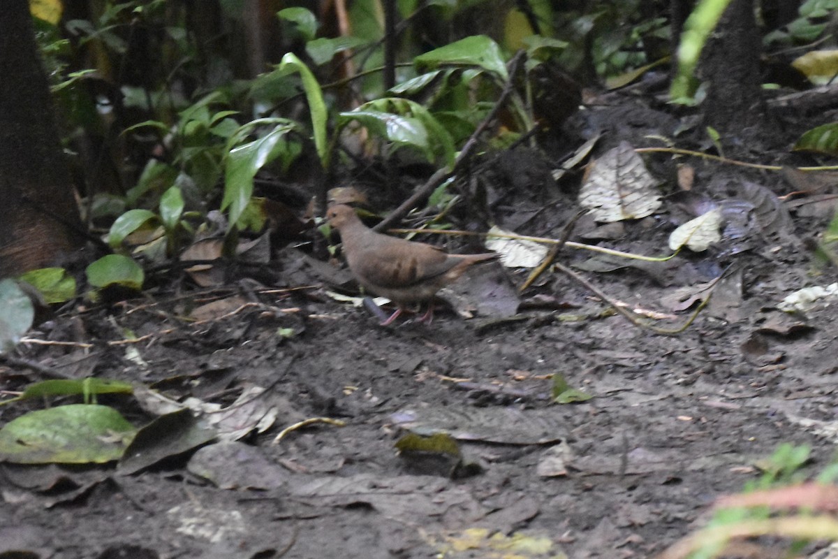 Maroon-chested Ground Dove - ML614045690