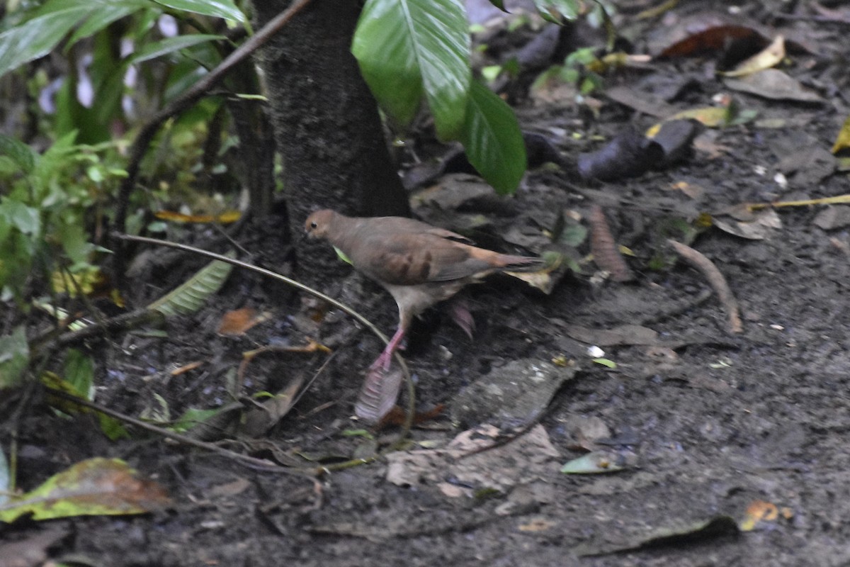 Maroon-chested Ground Dove - ML614045691