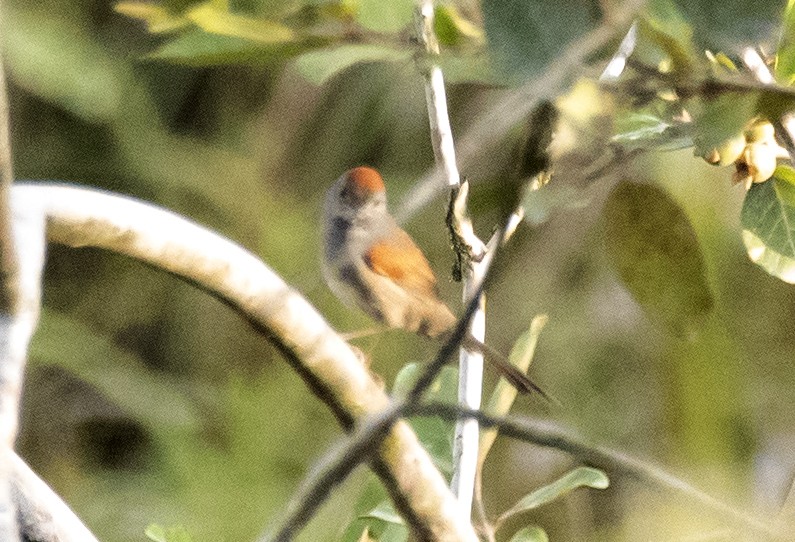 Cinereous-breasted Spinetail - Eduardo Vieira 17