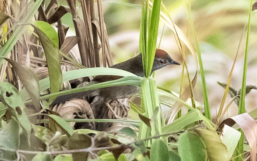 Cinereous-breasted Spinetail - Eduardo Vieira 17