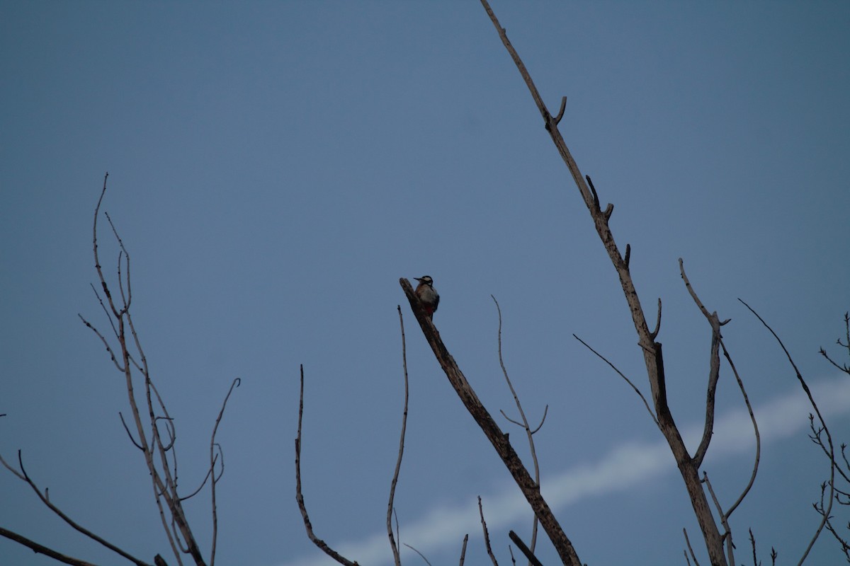 Great Spotted Woodpecker - ML614045862