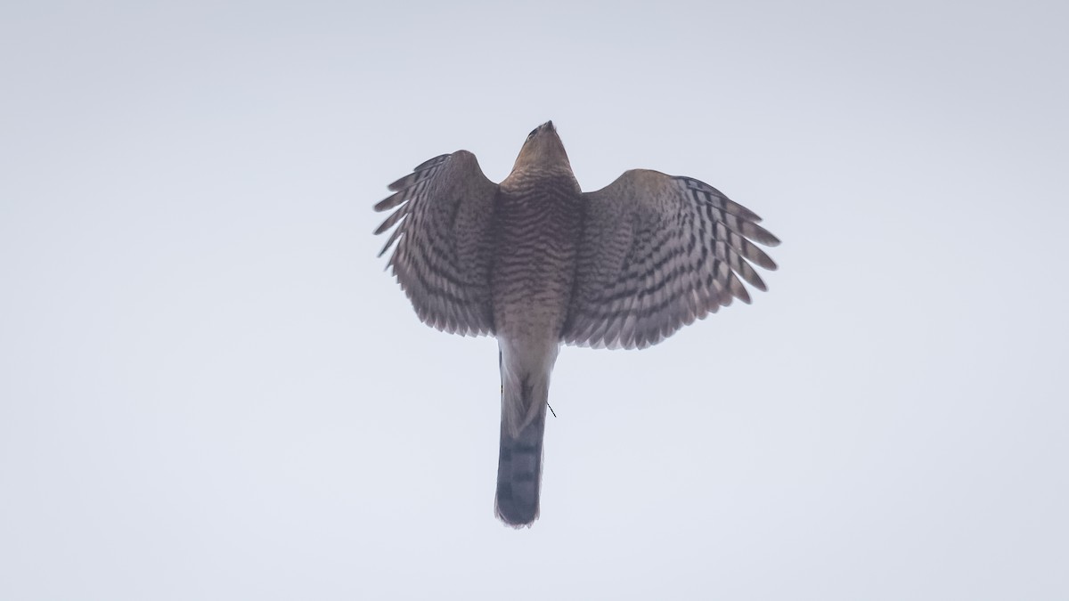 Eurasian Sparrowhawk - Mengshuai Ge