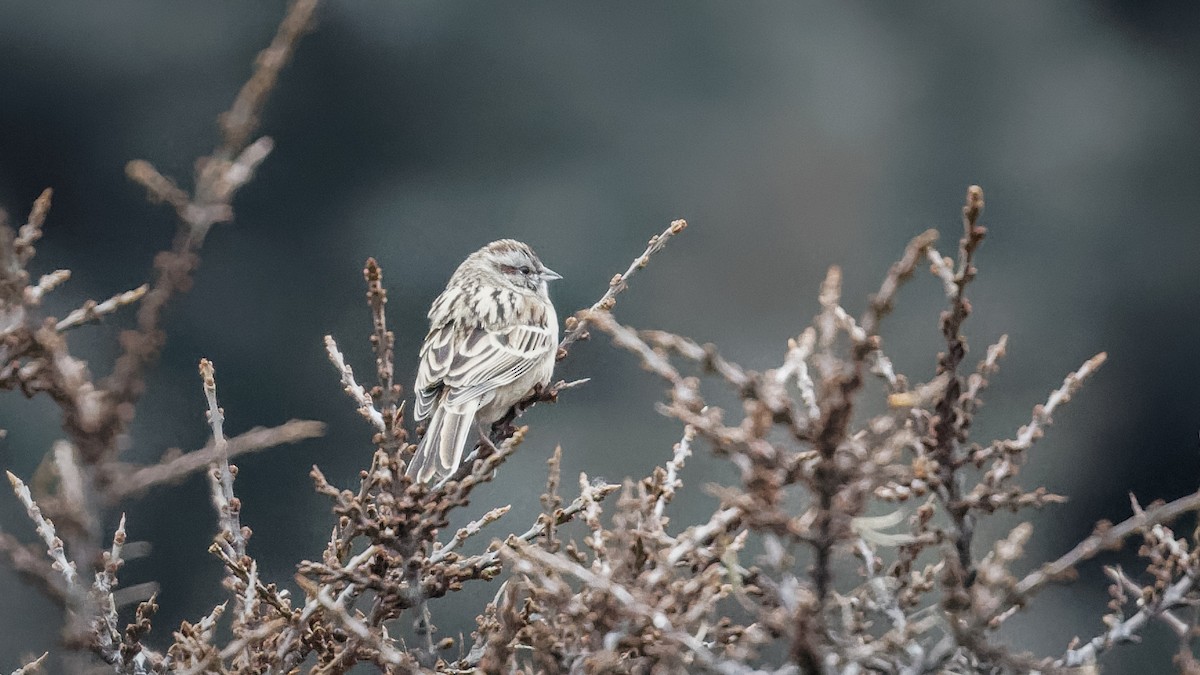 Godlewski's Bunting (godlewskii Group) - ML614045990