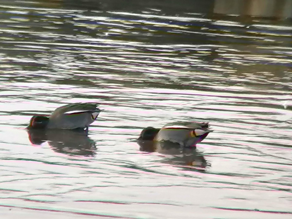 Green-winged Teal (Eurasian) - ML614046004