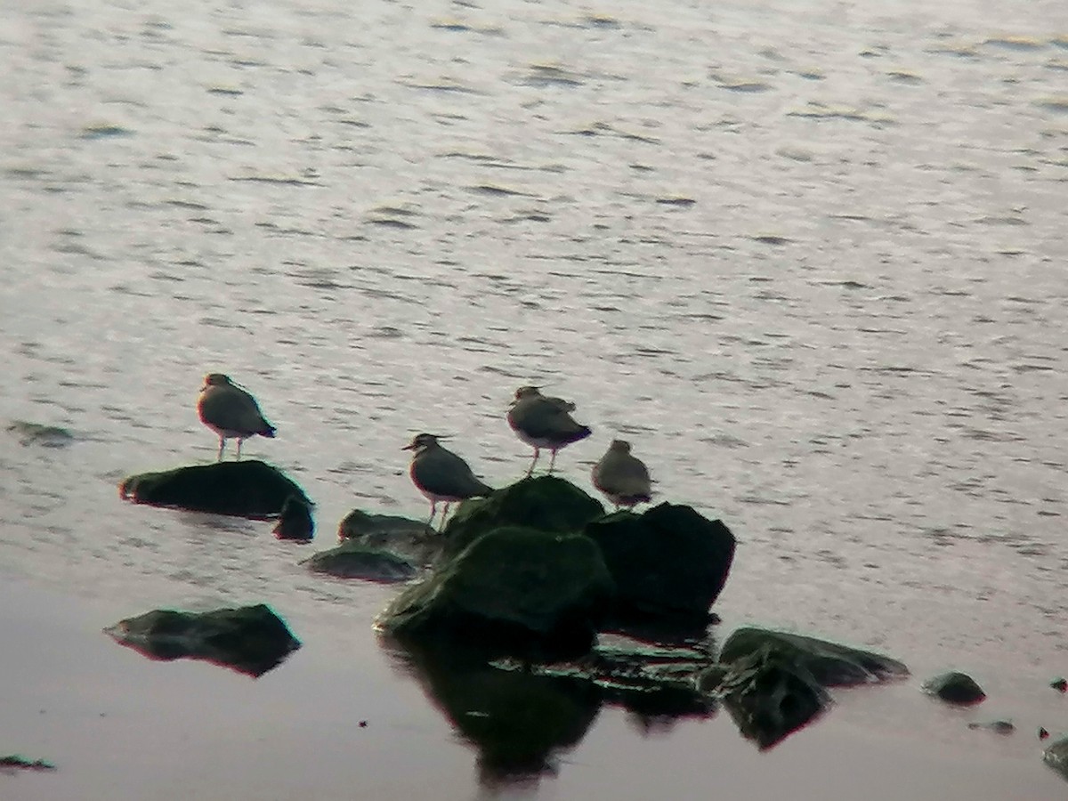 Northern Lapwing - ML614046010