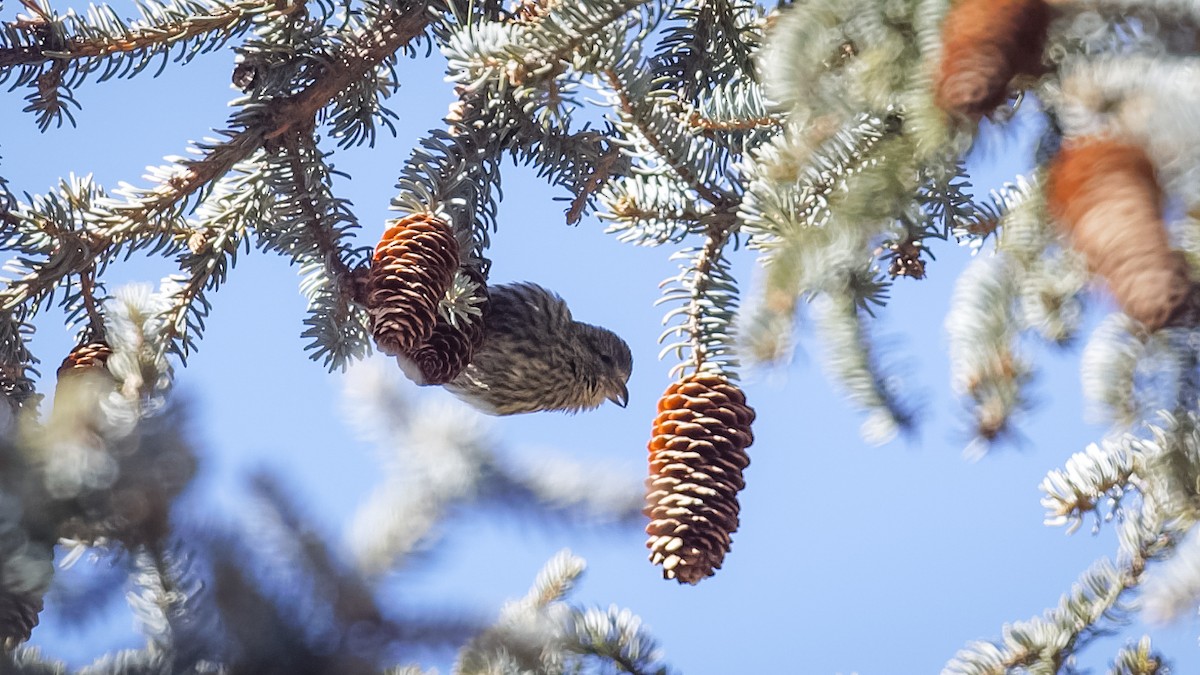 Bec-croisé des sapins (himalayensis) - ML614046029