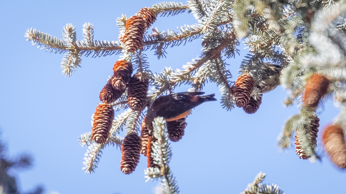 Bec-croisé des sapins (himalayensis) - ML614046030
