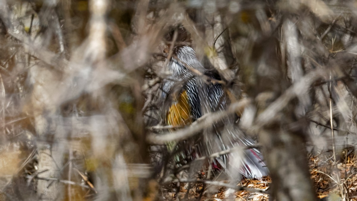 Blood Pheasant - ML614046032