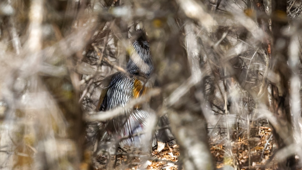 Blood Pheasant - ML614046033