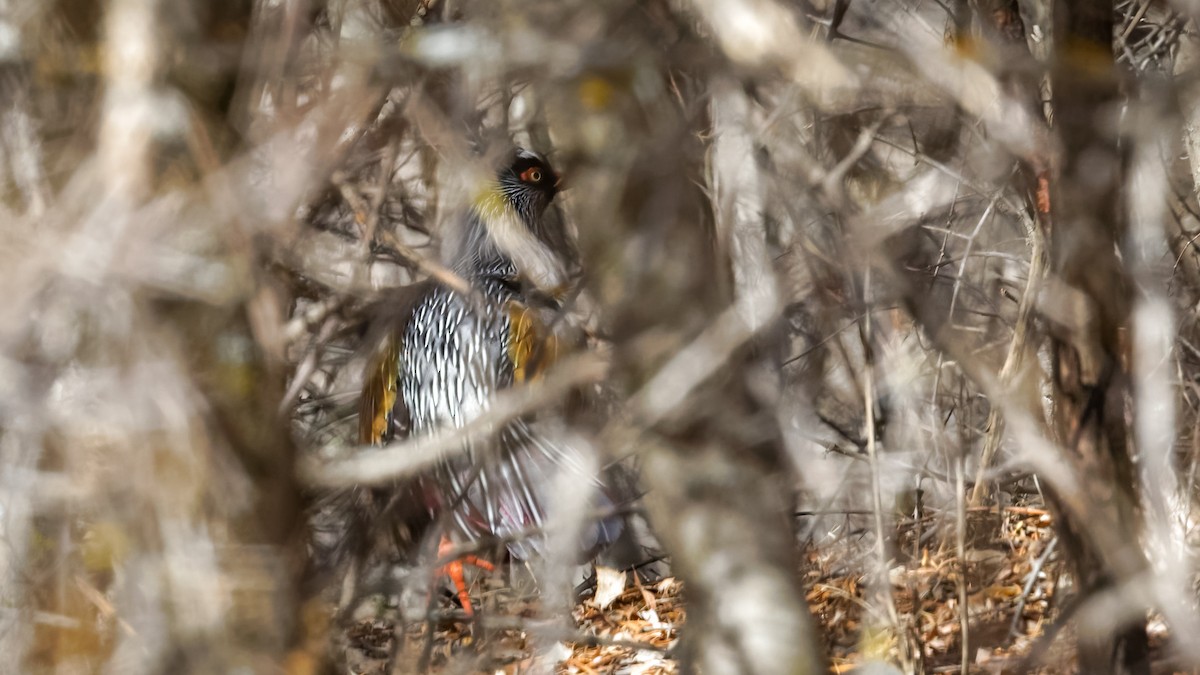 Blood Pheasant - ML614046034